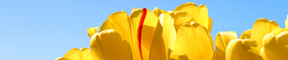 যোগাযোগ