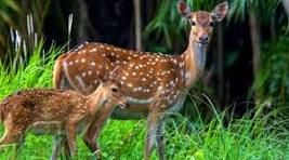 হরিণ