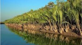 সুন্দরবন