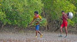মৌয়াল