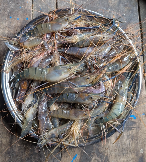 গলদা
