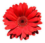 UAZILL SECONDARY EDUCATION OFFICE, MADARGANJ, JAMALPUR