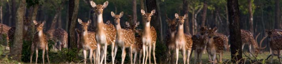হরিণ