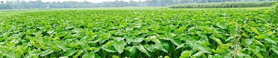 বরুড়ার কৃষি