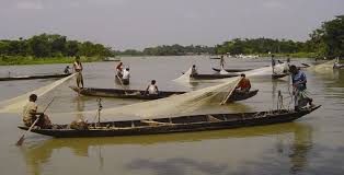 হালদায় ডিম সংগ্রহ