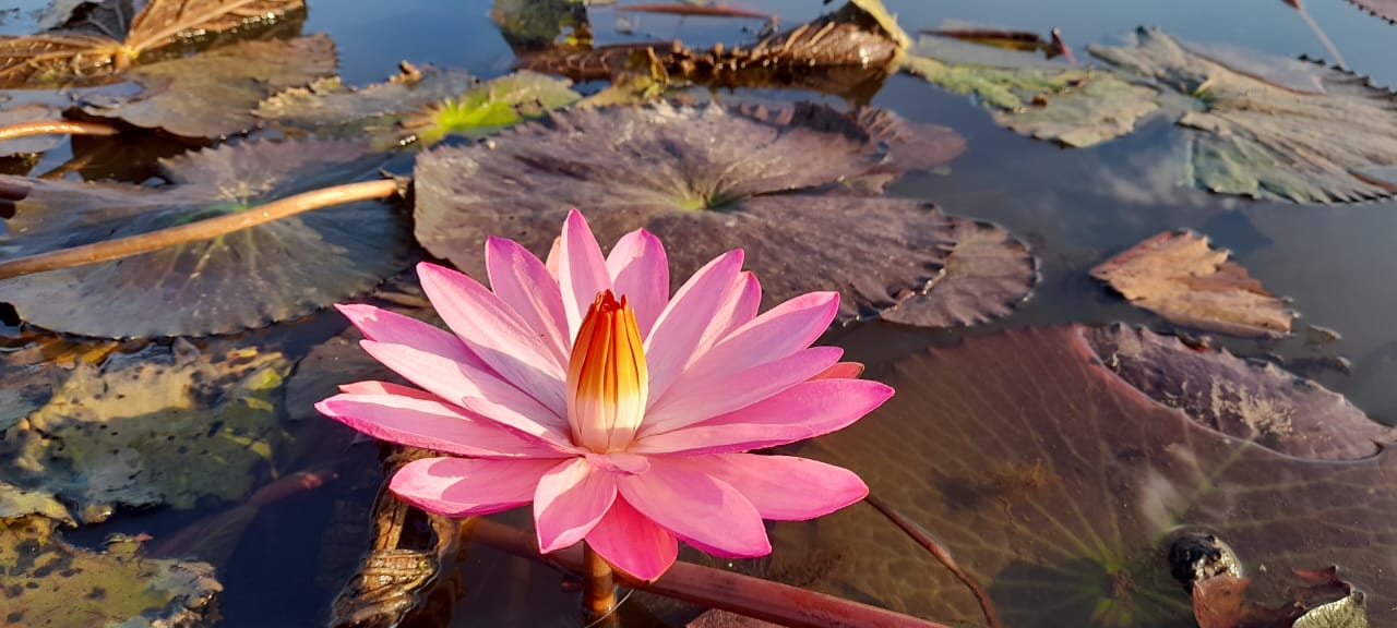 শাপলা বিল