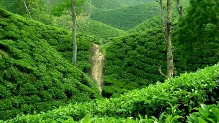 উপজেলা সমাজসেবা কার্যালয়, কমলগঞ্জ, মৌলভীবাজার।