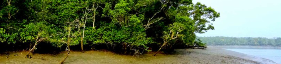 সুন্দরবন