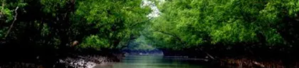 প্রাকৃতিক দৃশ্য কয়রা