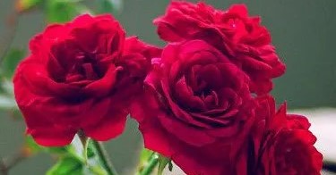 ফুলের ছবি