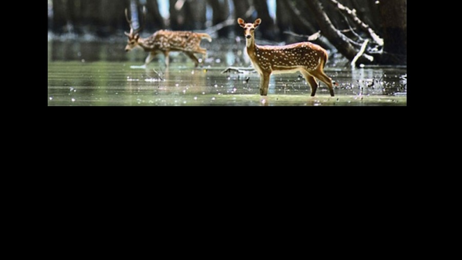 সুন্দরবন