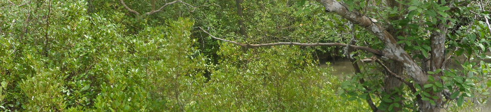 সুন্দরবন,শ্যামনগর,সাতক্ষীরা