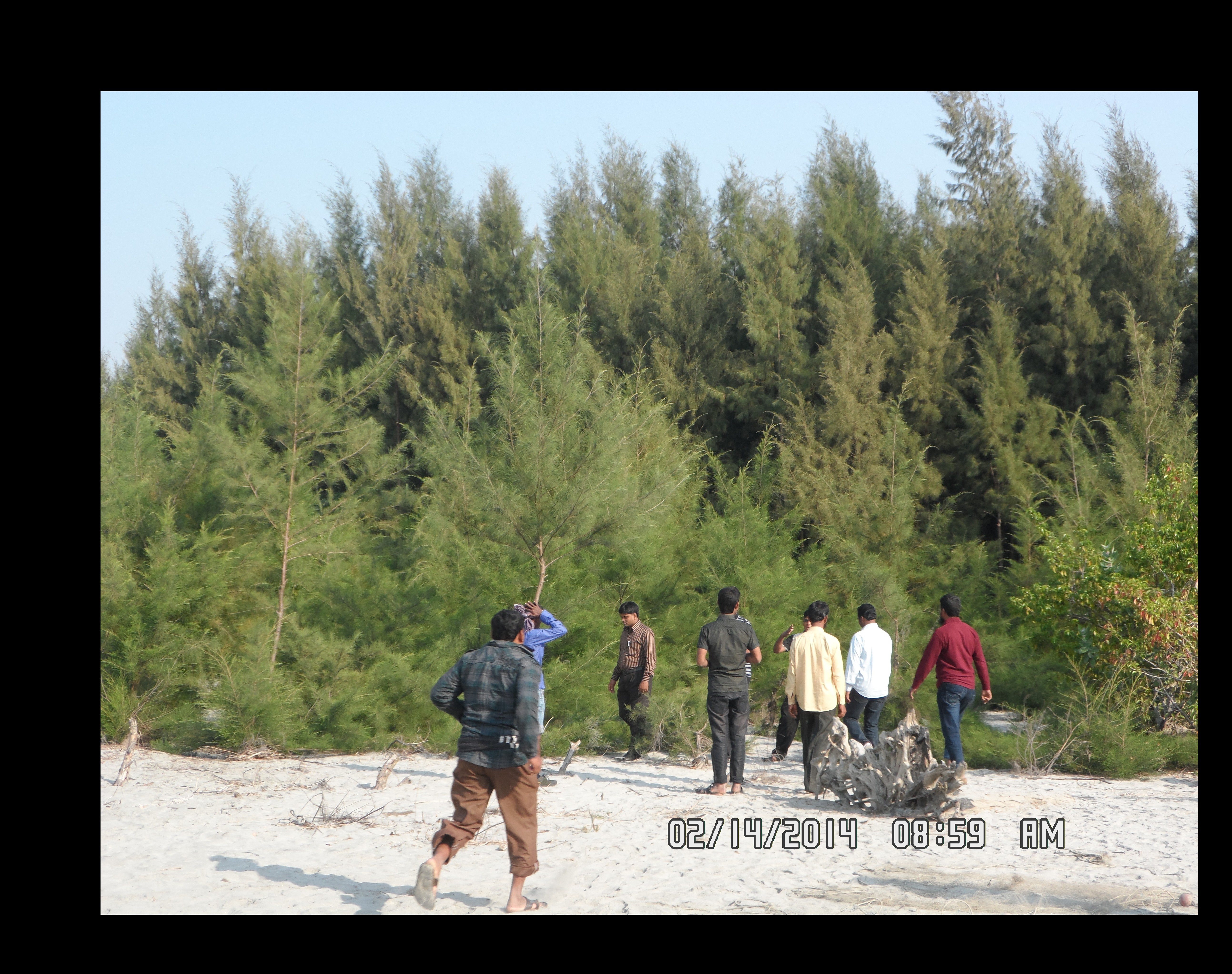 চর গঙ্গামতি ঝাউ বাগান