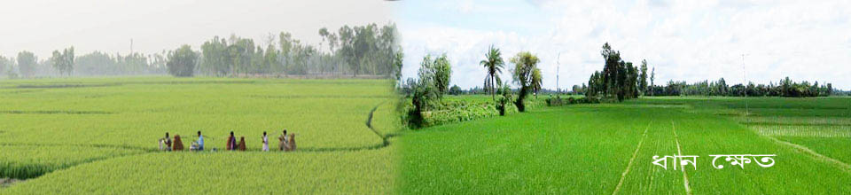 দুপচাঁচিয়া উপজেলার ঐতিয্য বাহী কৃষি ফসলের মাঠ ।