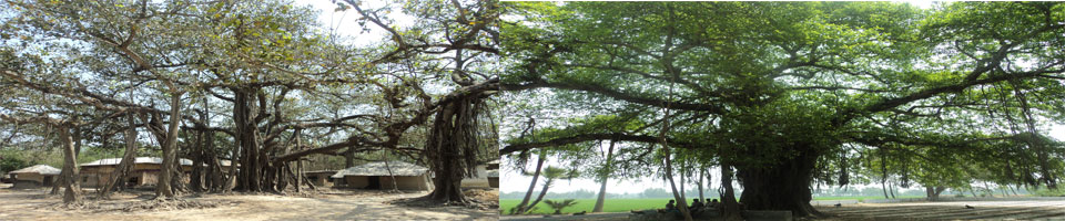 ঐতিহ্য বাহী বট গাছ ।