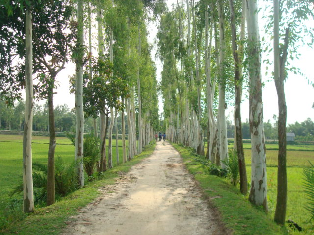 টুপামারী পুকুরের প্রবেশ রাস্তা