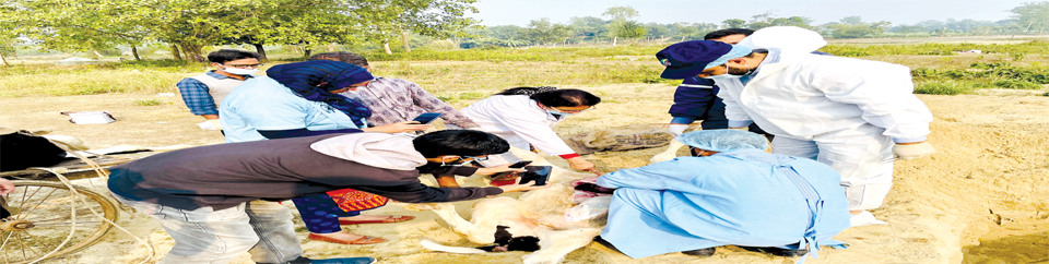 খামারে গবাদি পশু পালন