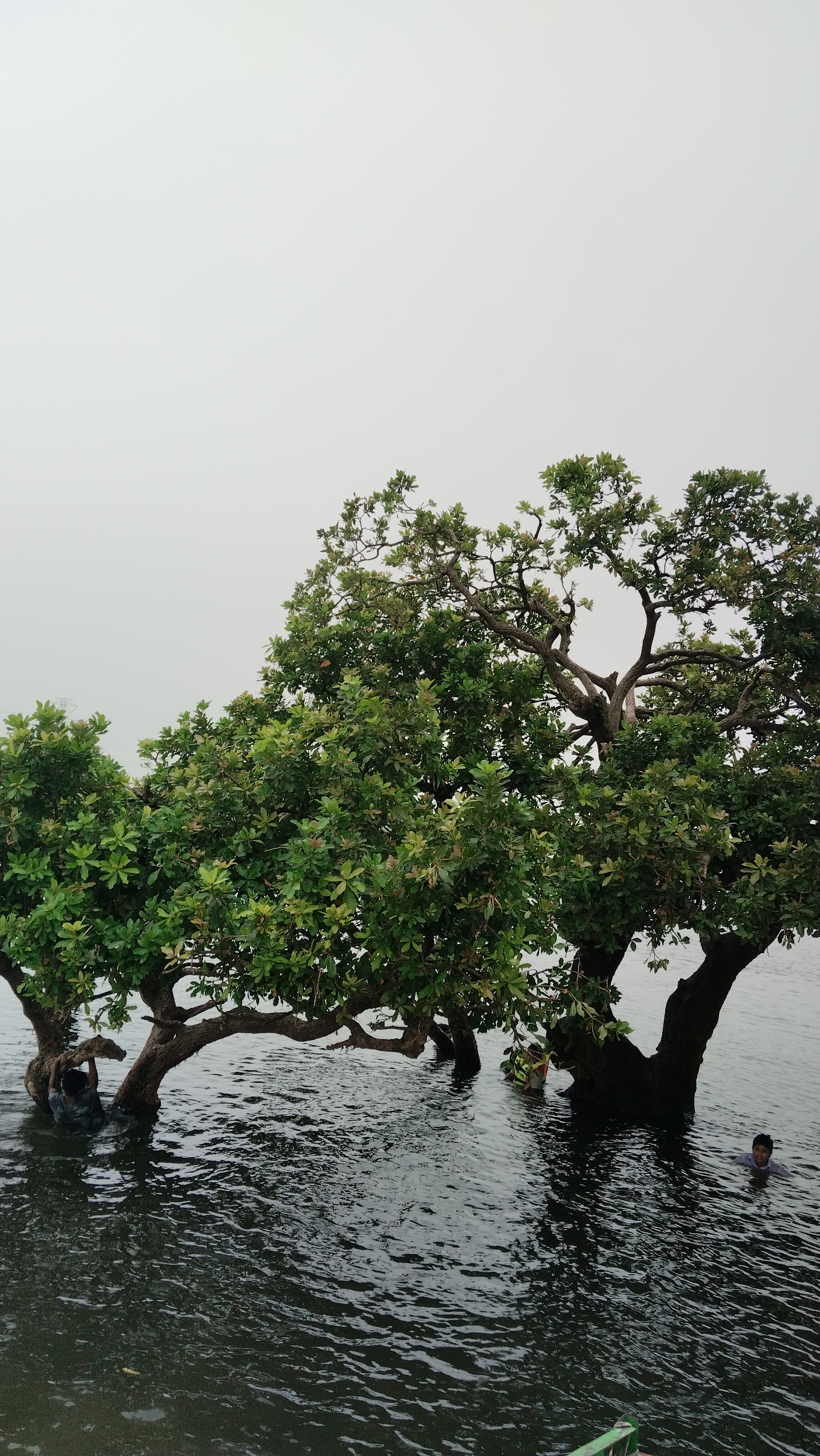 উপজেলা মহিলা বিষয়ক কর্মকর্তার কার্যালয়,বাসাইল,টাংগাইল।