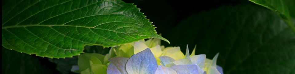 উপজেলা মহিলা বিষয়ক অফিস, বোয়ালখালী, চট্টগ্রাম