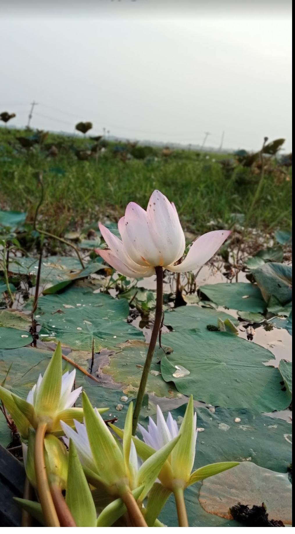 পদ্মবিল, দক্ষিণগ্রাম, বুড়িচং, কুমিল্লা