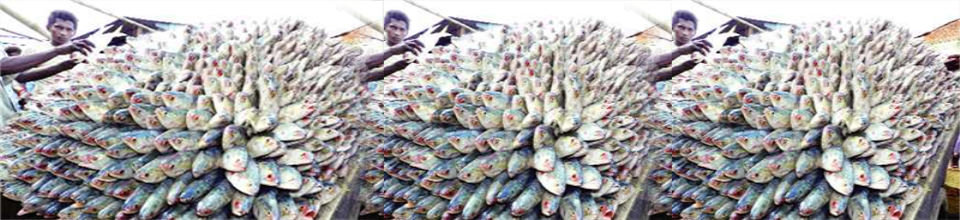 ilish
