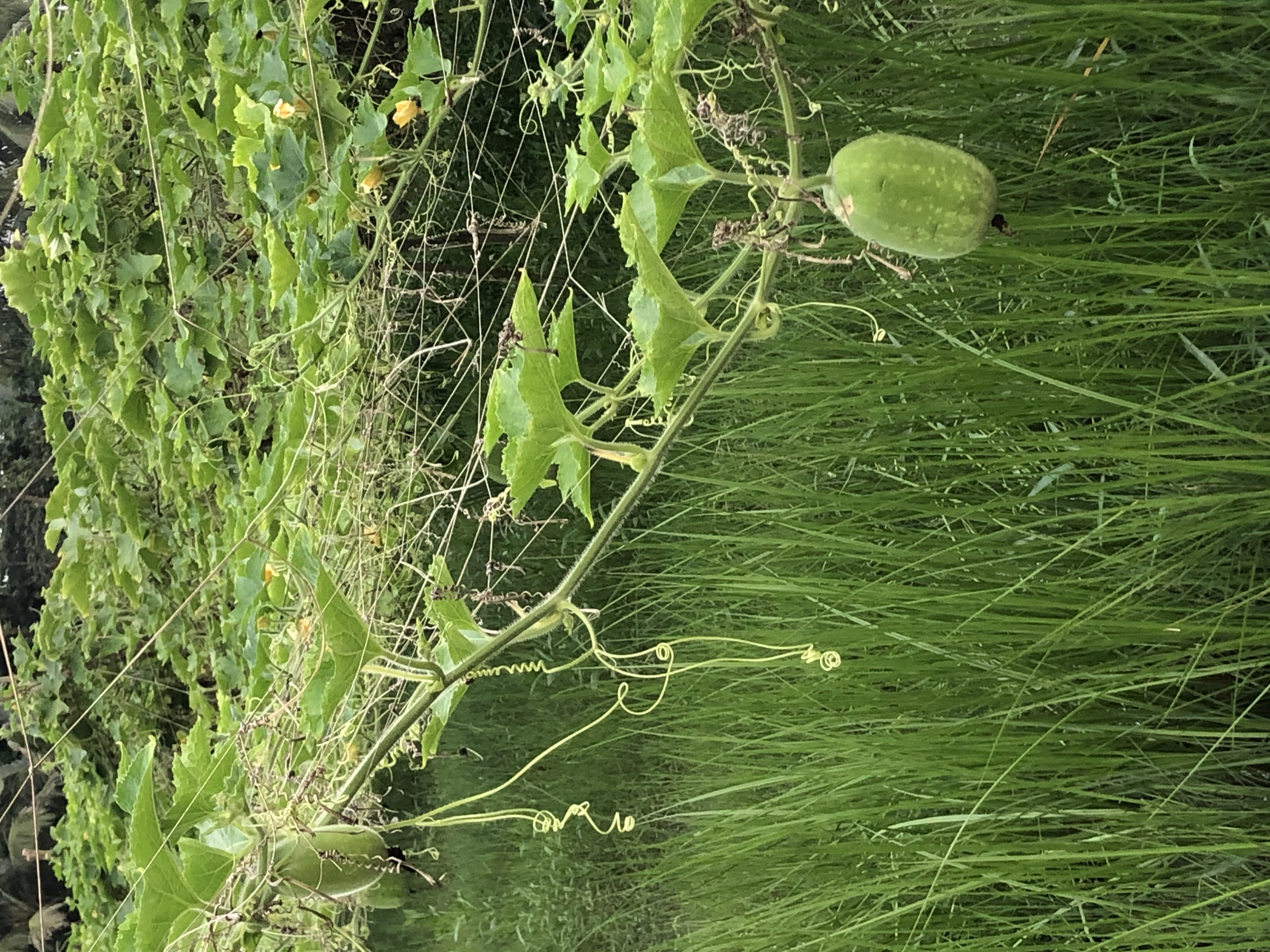 উপজেলা মহিলা বিষয়ক কর্মতর্তার কার্যালয়