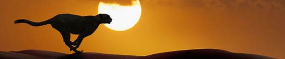 নারী দিবস