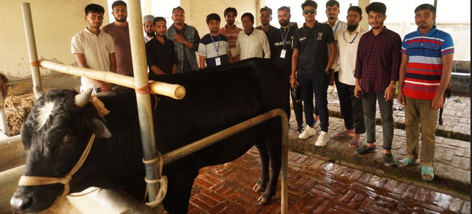 গরু মোটাতাজাকরণ