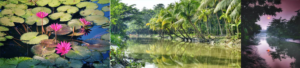 কচুয়া