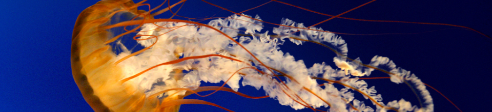 স্মার্ট কার্ড