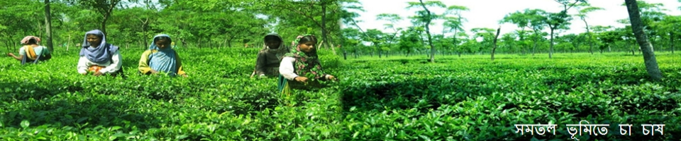 চা বাগান