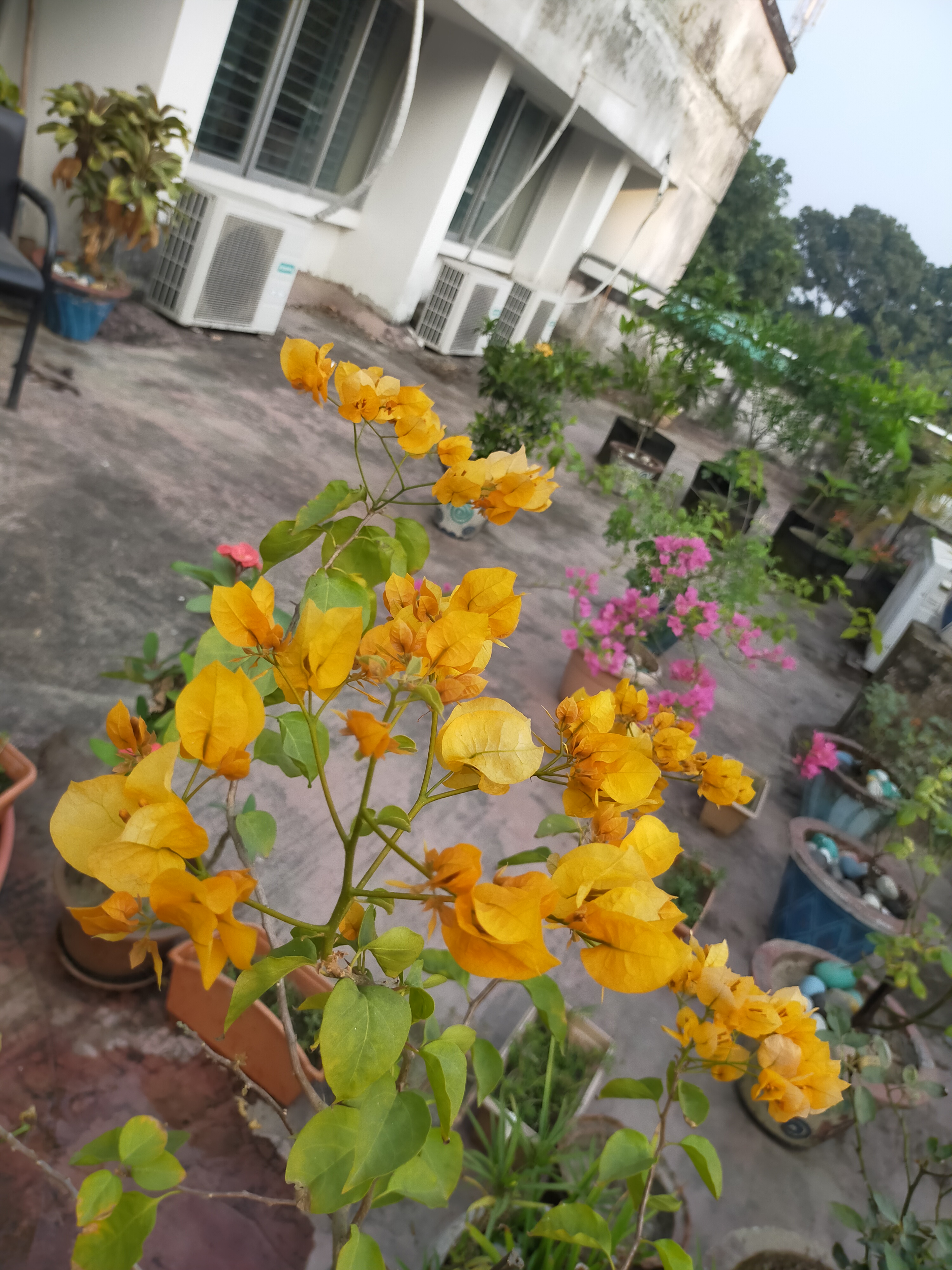জেলা নির্বাচন অফিস পঞ্চগড় এর ছাদ বাগান