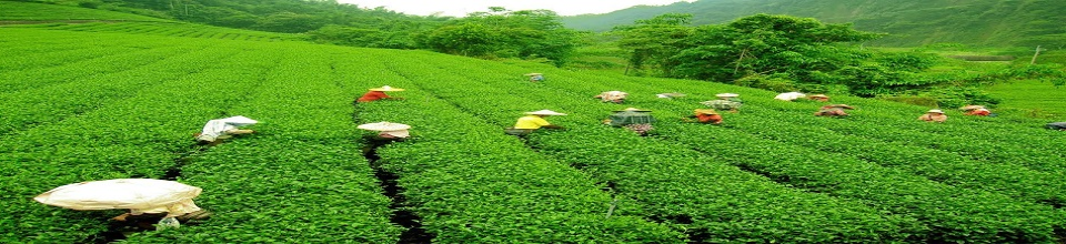 চা বাগান