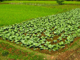 কৃষি অফিস