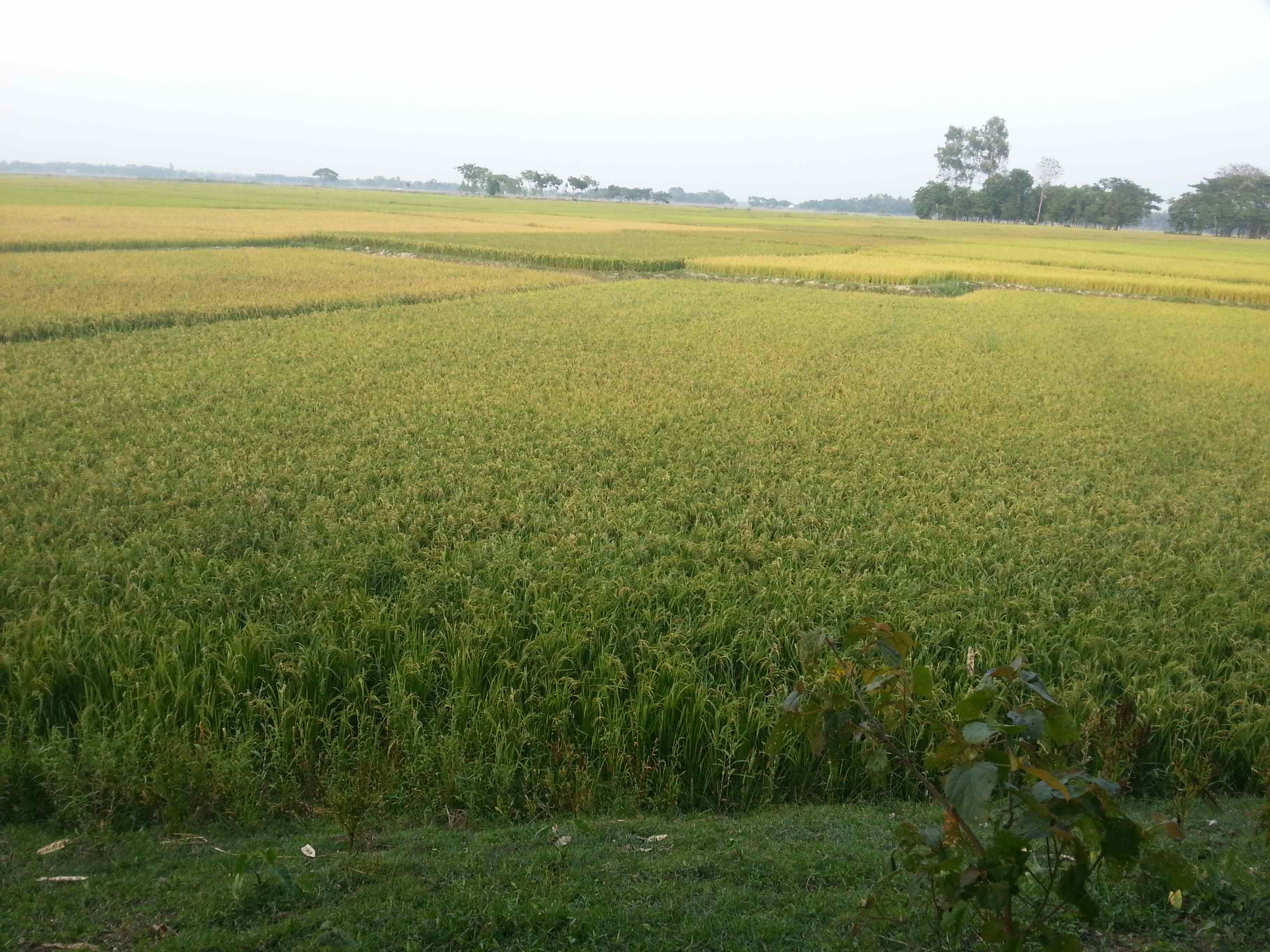 সচিত্র আমার বাড়ি আমার খামার 