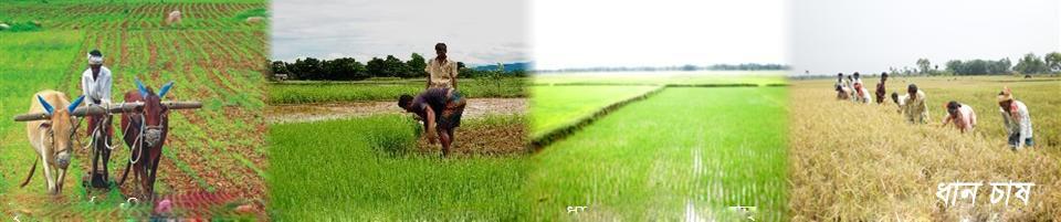 ধান চাষ করা হয় এলাসিন