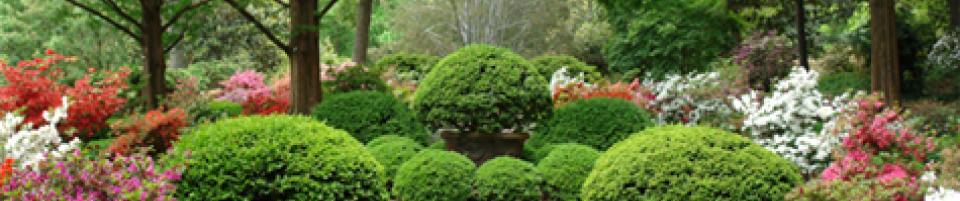 এলাসিন ফুলের বাগান