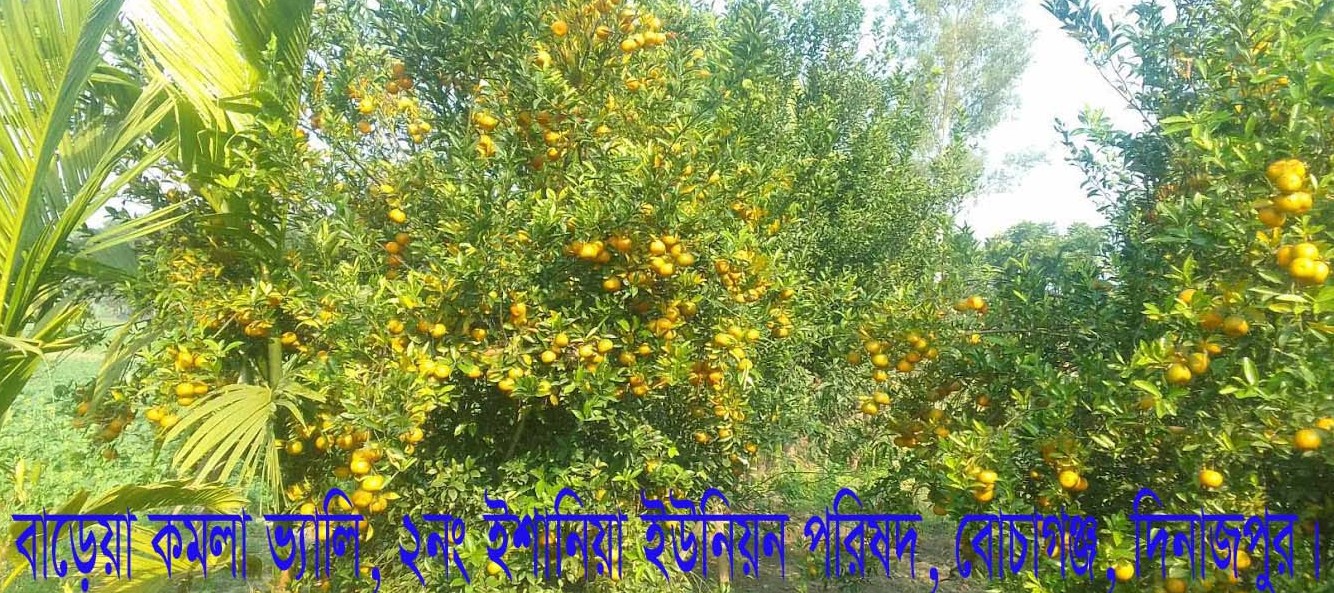 বাড়েয়া কমলা ভ্যালি