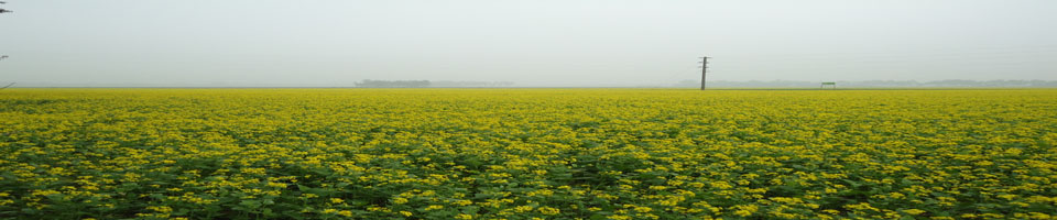 পাছতেরিল্যা চরার সরিষা ক্ষেত