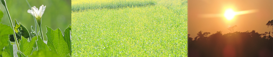 গ্রামীন পরিবেশ