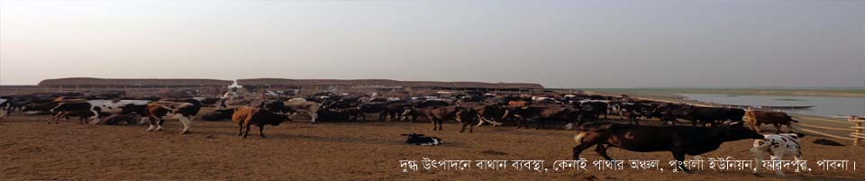 দুগ্ধ খামার, কেনাই পাথার অঞ্চল, ফরিদপর, পাবনা।