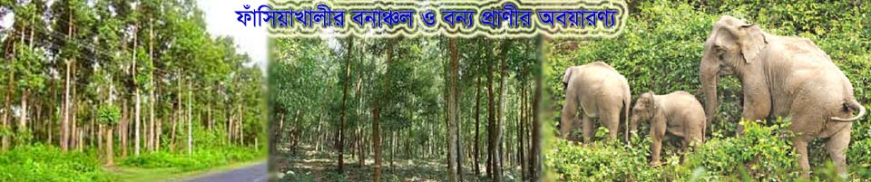 ফাঁসিয়াখালীর রূপ বৈচিত্রের লীলা ভূমি বনাঞ্চল ও অবয়ারণ্য