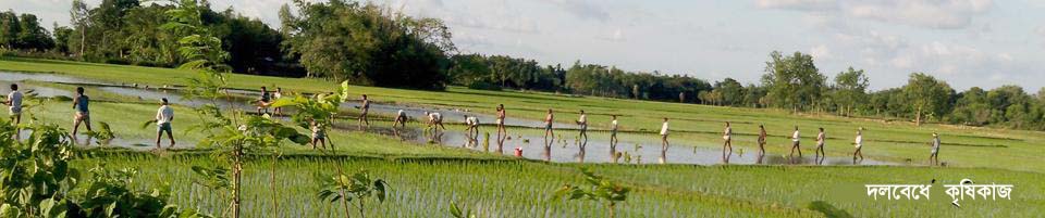 দলবেধে মাঠে ধানচাষ..........