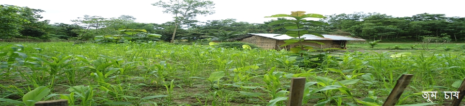 ফটিকছড়ি ইউনিয়নের ঐতিহ্যবাহি জুম চাষ