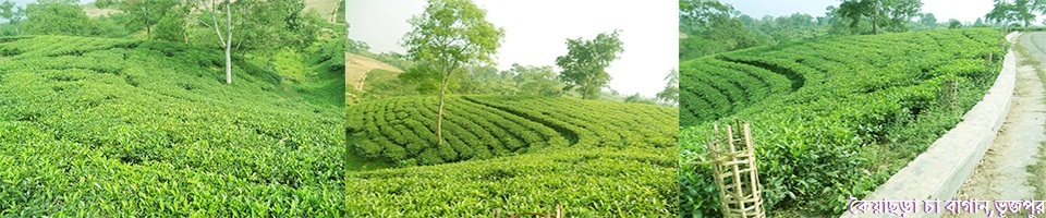 চা বাগান