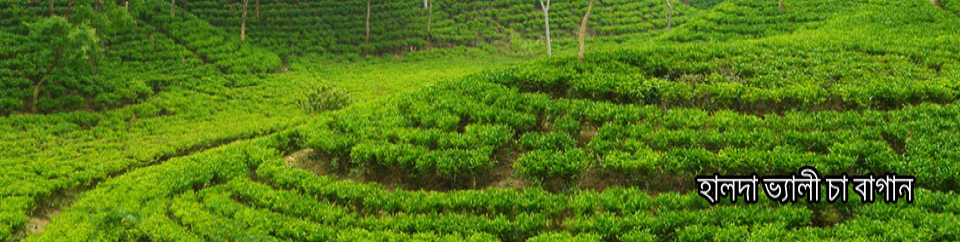 কৈয়া ছড়া ডলু চা বাগান