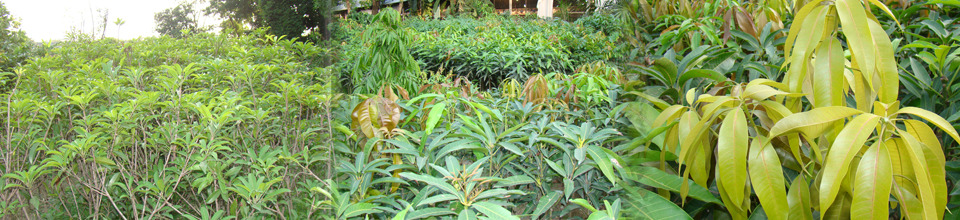 ব্যানার