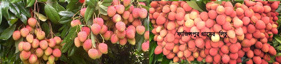 ফাজিলপুর গ্রামের লিচু