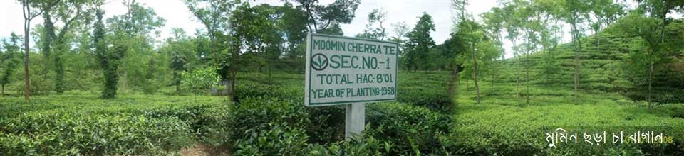 মোমিন ছড়া চা বাগান