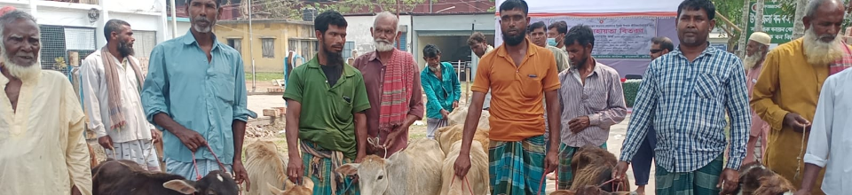 ইলিশ সম্পদ উন্নয়ন ও ব্যবস্থাপনা প্রকল্পের আওতায় জেলেদের গরু বিতরণ